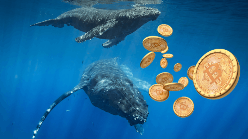 Bitcoin Whales $ 3B Stash Surge avslöjades i januari-data